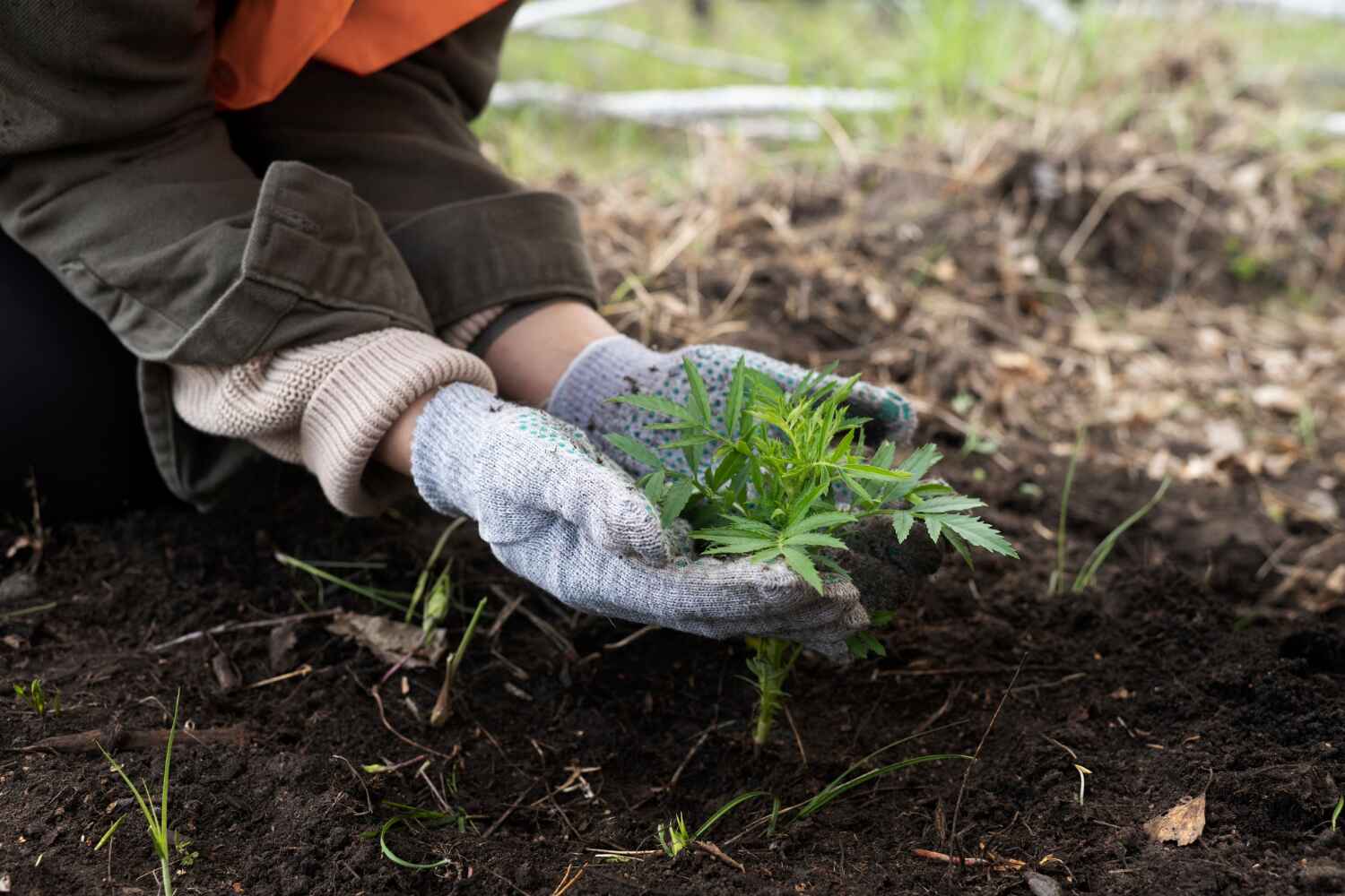 Best Tree Root Removal  in Princeton, NJ